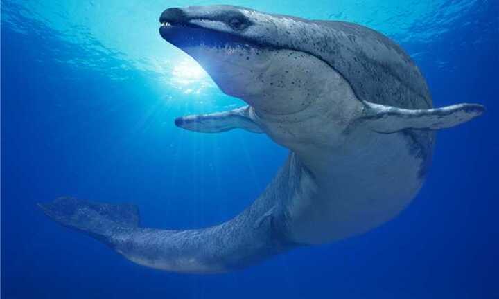 Video: 'Siêu' cá voi có kích cỡ ngang với khủng long