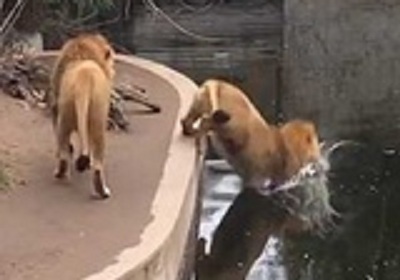 Video: Sư tử trượt chân ngã nhào xuống nước