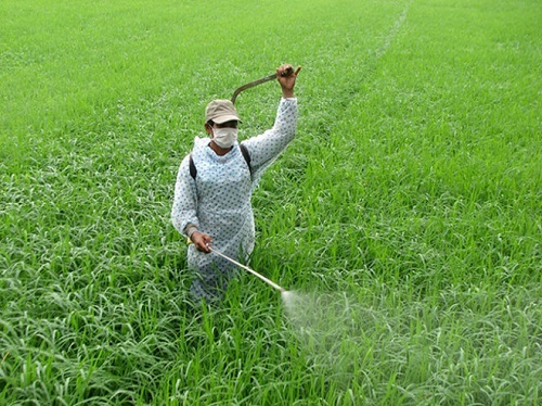 Phun thuốc diệt cỏ không mang khẩu trang, người đàn ông bị ngộ độc nặng