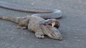 Video: Khiếp sợ rắn hổ mang tấn công kỳ đà giữa đường