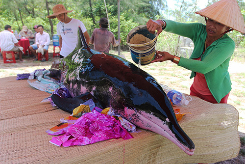 Cá voi dài gần 3m trôi dạt vào bờ biển Quảng Nam