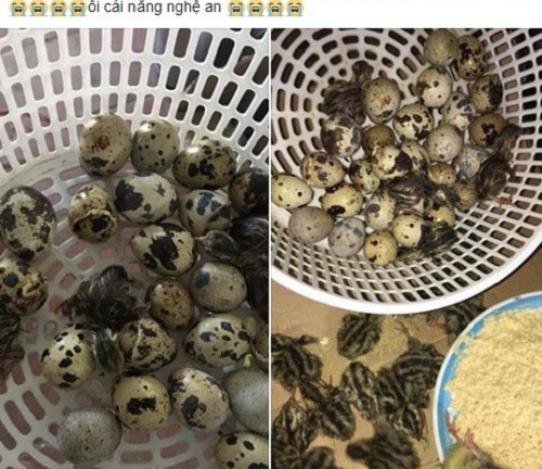 Chuyện vui những ngày nắng nóng 40 độ: Anh chàng bất đắc dĩ làm “mẹ” đàn chim cút con