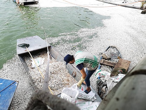 Tin tức thời sự 24h mới nhất ngày 10/7/2018: 25 tấn cá chết ở Hồ Tây, cơ quan chức năng nói gì?