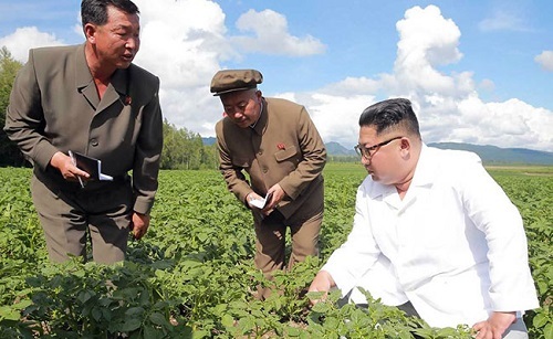 Ông Kim Jong-un đi thăm trang trại khoai tây
