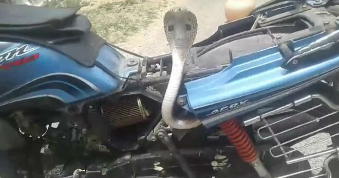 Video: Kinh hãi hổ mang chúa kịch độc chui vào xe máy
