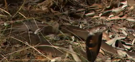 Video: Rắn hổ mang bị đàn cầy mangut 