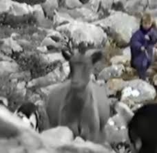 Video: Siêu sao Luka Modric đi chăn dê lúc 5 tuổi