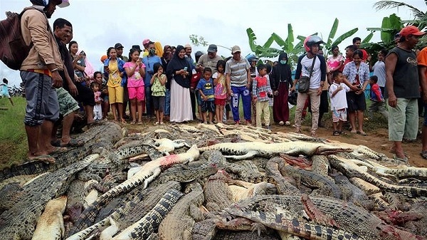 Indonesia: Dân làng tàn sát gần 300 con cá sấu sau cái chết của người đàn ông xấu số