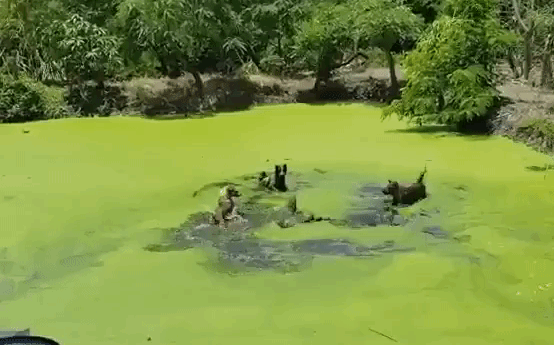 Video: Cự đà to lớn 