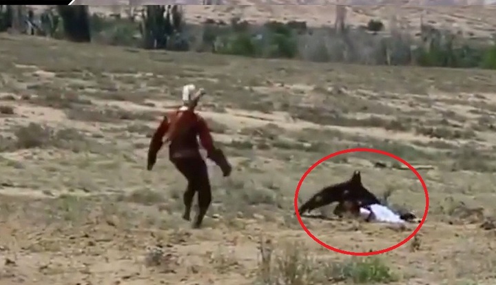 Video: Đại bàng khổng lồ tấn công bé gái 8 tuổi vì tưởng con mồi