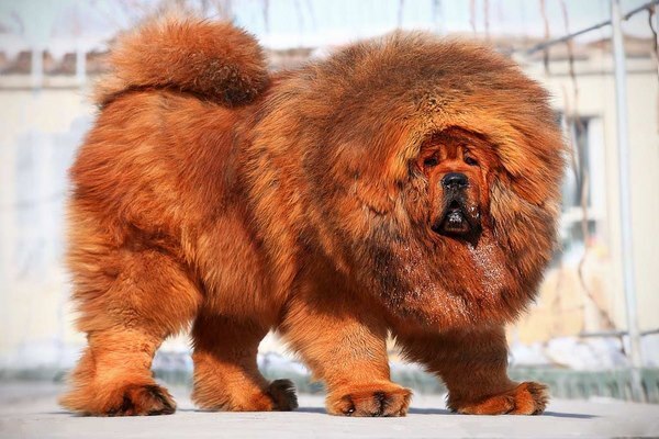 Hà Nội: Đau lòng chó ngao Tây Tạng 40kg cắn chết bé gái 8 tháng tuổi