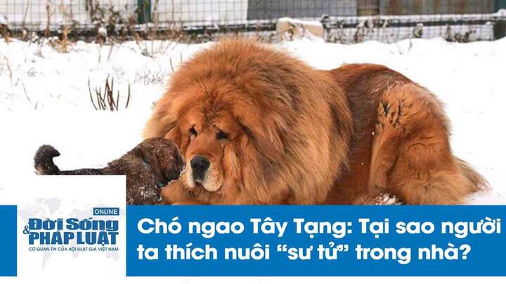 Chó ngao Tây Tạng cắn chết bé gái: Tại sao nhiều người thích nuôi “sư tử” trong nhà?