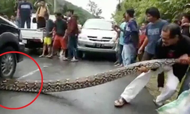Video: Người dân hò nhau giải cứu trăn khổng lồ dài 10m bị ô tô cán