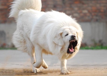 Kinh hoàng những vụ chó ngao Tây Tạng cắn người đến chết hoặc trọng thương