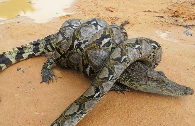 Video: Bị trăn khổng lồ quấn chặt, cá sấu may mắn thoát khỏi 