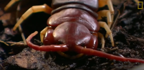 Video: Rết phun nọc giết chuột trong nháy mắt