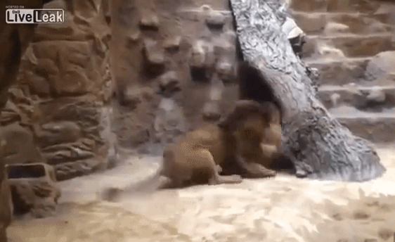 Video: Sư tử đực hạ sát sư tử cái cùng chuồng trước mặt du khách