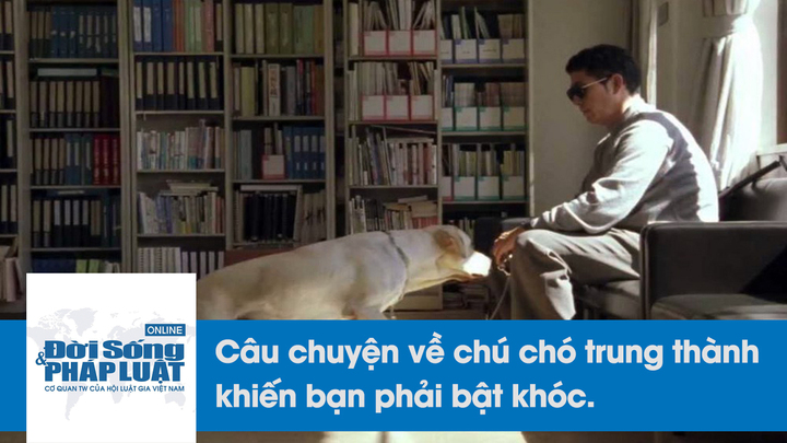 Video: Chú chó trung thành và hành trình tìm chủ xúc động