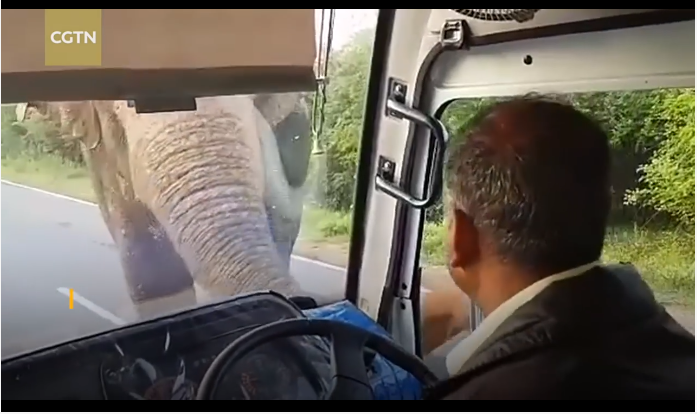 Video: Voi chặn đầu xe buýt cướp chuối, tài xế sợ tái mặt 