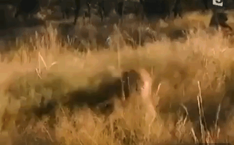 Video: Rùng mình xem cô gái đối mặt với bầy sói hoang