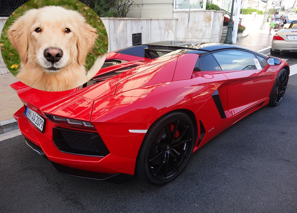 Chú chó gây tai nạn cho siêu xe Lamborghini triệu đô và cái kết bất ngờ