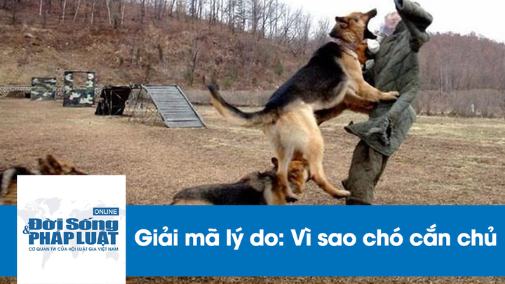 Giải mã lý do vì sao chó cắn chủ