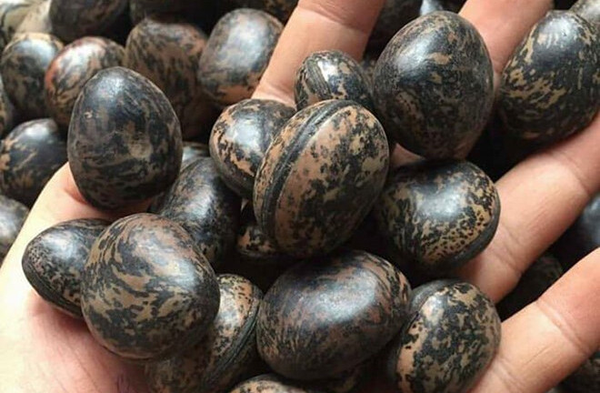 Đậu Lào giá 50.000 đồng một hạt, nhiều người vẫn quyết lùng mua vì tin là