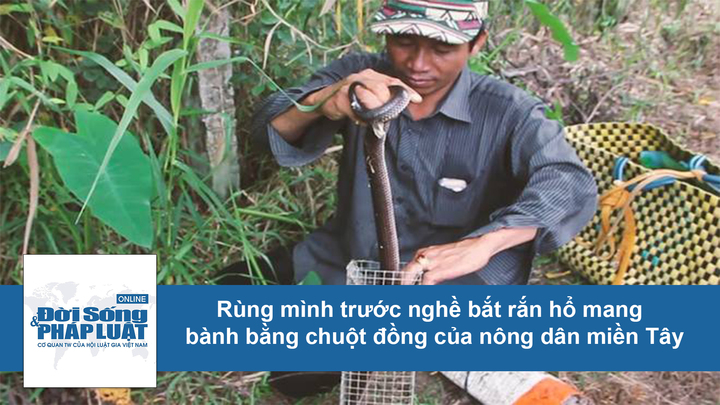 Theo chân nông dân miền tây đi bắt rắn hổ hành bằng chuột đồng