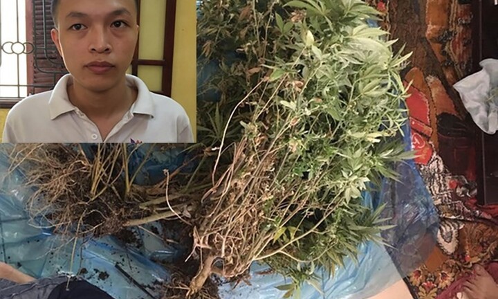 Tạm giữ hình sự đối tượng trồng cần sa trong chung cư Hà Nội