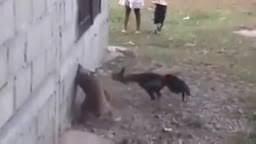 Video: Gà hung hăng tấn công, chó sợ hãi nép vào tường