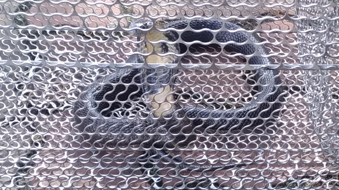 Bắt được rắn hổ mang dài hơn 1m khi đi uống cà phê ở Sài Gòn