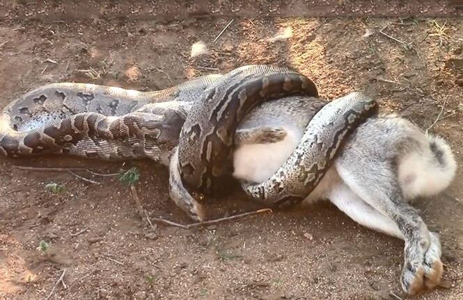 Video: Cận cảnh trăn nuốt chửng con mồi lớn