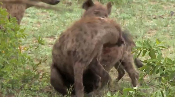 Video: Linh cẩu bị đồng loại cắn rách toạc cả tai