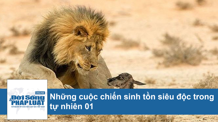 Những cuộc chiến sinh tồn siêu độc trong tự nhiên (phần 1)