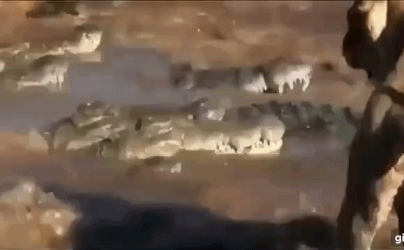 Video: Sư tử và cá sấu đại chiến kịch liệt bên xác con mồi