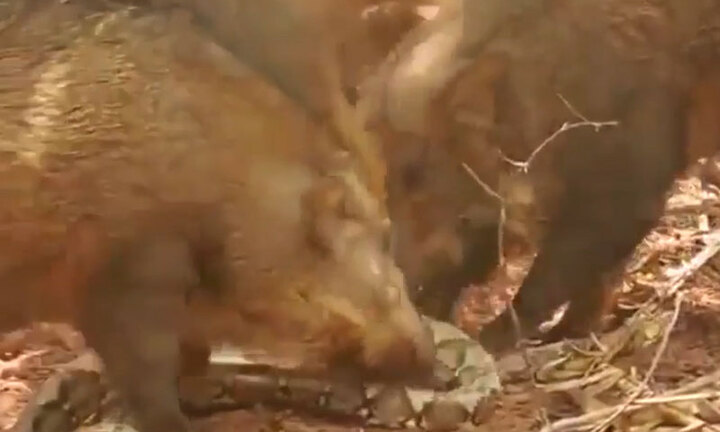 Video: Liều lĩnh săn mồi, trăn khổng lồ bị cả đàn lợn rừng lao vào xé xác