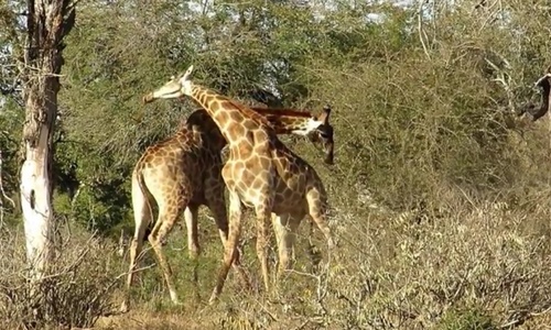 Video: Hươu cao cổ đực giao chiến theo cách 