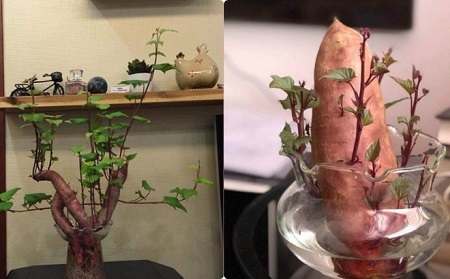 Dân mạng thích thú với nghệ thuật trồng ‘’khoai lang sai’’ phiên bản bonsai