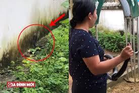 Video: Cô giáo mầm non ở Lào Cai tay không tóm gọn rắn hổ mang