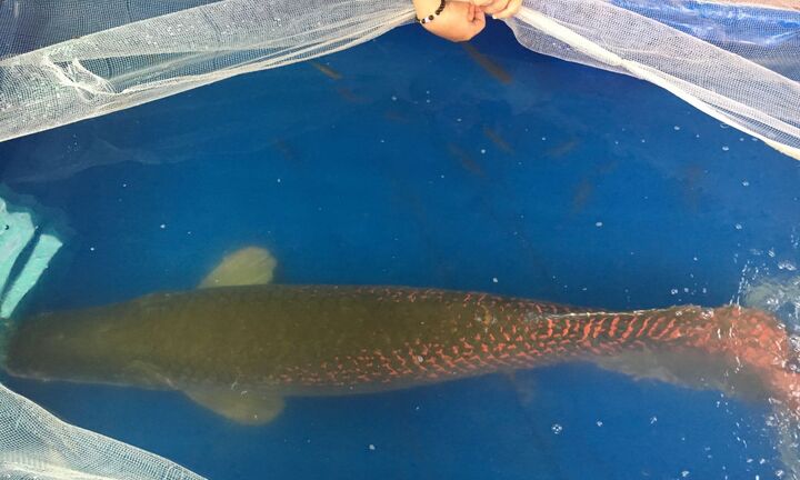 Bắt được cá hải tượng