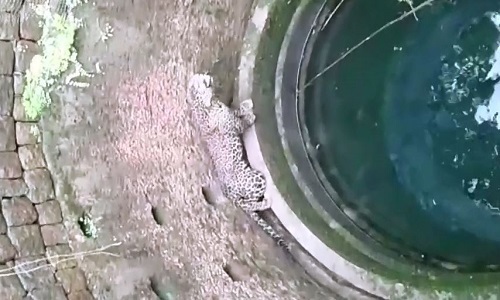 Video: Cái kết đắng khi báo hoa mai vào làng trộm chó