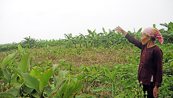 Hà Nội: Lấy đất bãi giữa sông Hồng làm dự án trên không gian thoát lũ