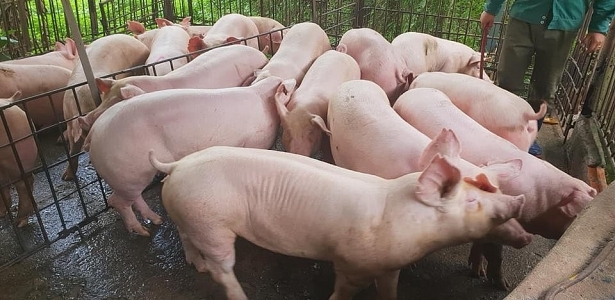 Giá lợn hơi hôm nay 14/8: Miền Bắc giảm tới 3.000 đồng/kg