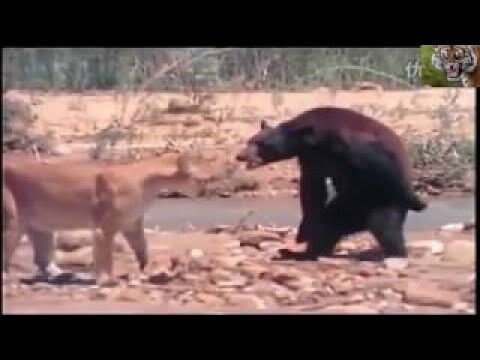 Video: Trận chiến khốc liệt giữa gấu đen và sư tử