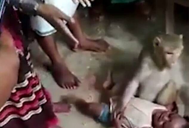 Video: Kinh hoàng cảnh khỉ ngang nhiên bắt cóc trẻ em ở làng quê Ấn Độ