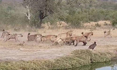 Video: Linh cẩu bao vây đôi sư tử cái, quyết cướp xác trâu