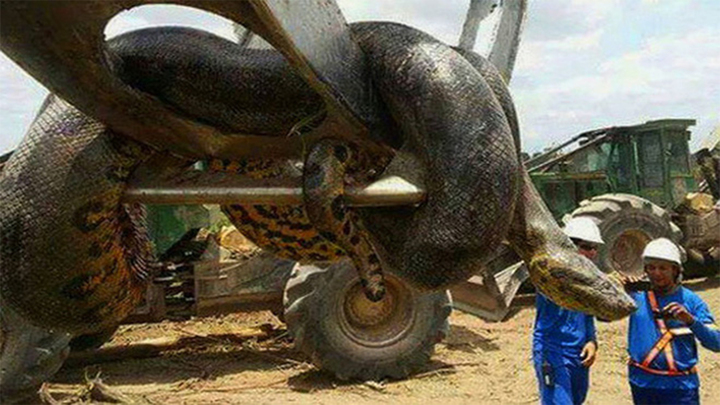 Cận cảnh con trăn lớn nhất thế giới: Nặng gần nửa tấn, vòng bụng 1m