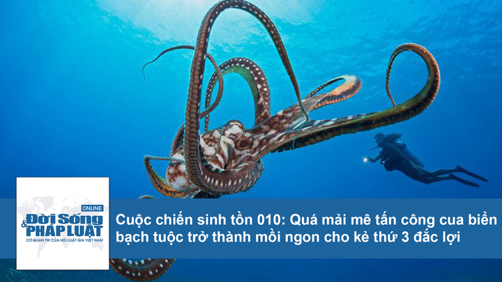Cuộc chiến sinh tồn: Mải mê tấn công cua biển, bạch tuộc thành mồi ngon cho kẻ thứ 3