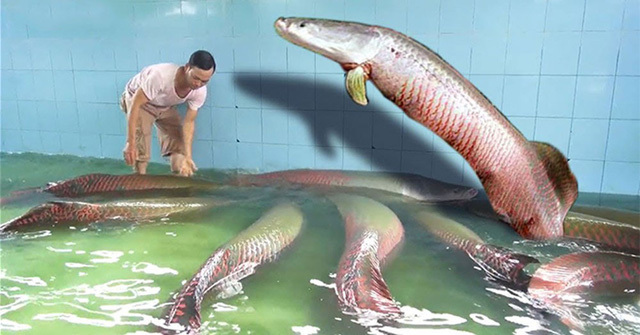 Thú chơi ngốn