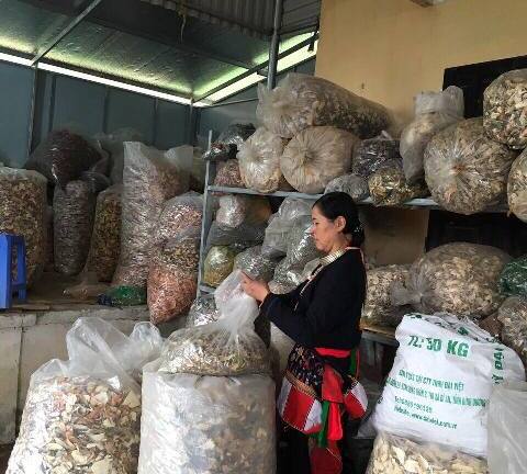 “Thần y núi Tản” nổi danh với bài thuốc quý cứu giúp người mắc bệnh đau nhức xương khớp